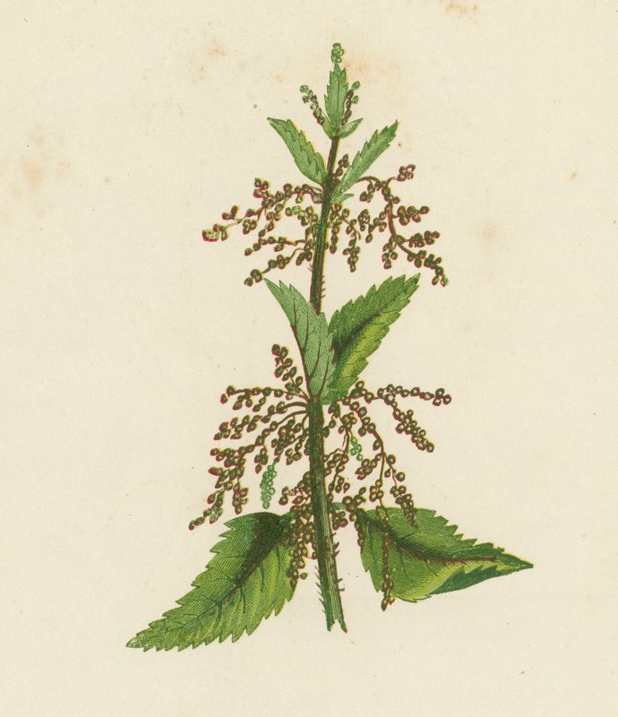 Ortica verde, Urtica Dioica da English School