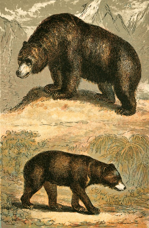 Orso Grizzly e Orso Malese da English School