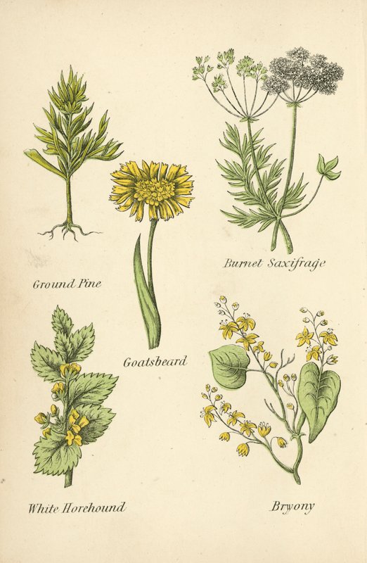 Pino di terra, Sassifraga bruciata, Barba di capra, Marrubio bianco, Bryonia da English School