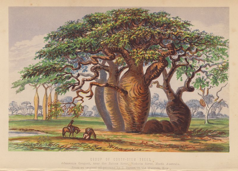Gruppo di alberi Couty Stem, Australia da English School