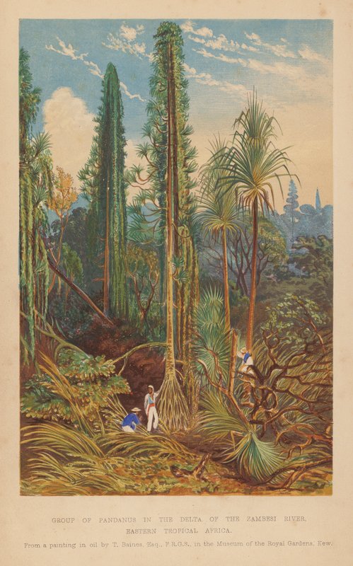Gruppo di Pandanus nel Delta del fiume Zambesi, Africa Tropicale Orientale da English School