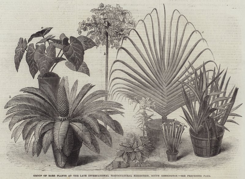 Gruppo di piante rare alla recente Esposizione Internazionale di Orticoltura, South Kensington (incisione) da English School