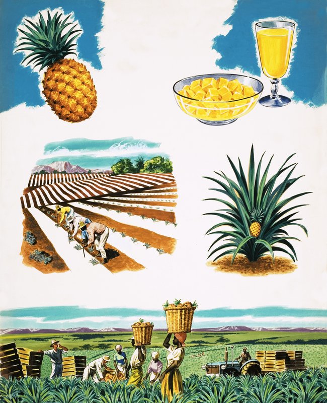 Coltivazione di ananas da English School