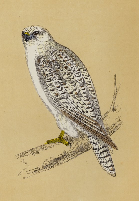 Falco gyr da English School