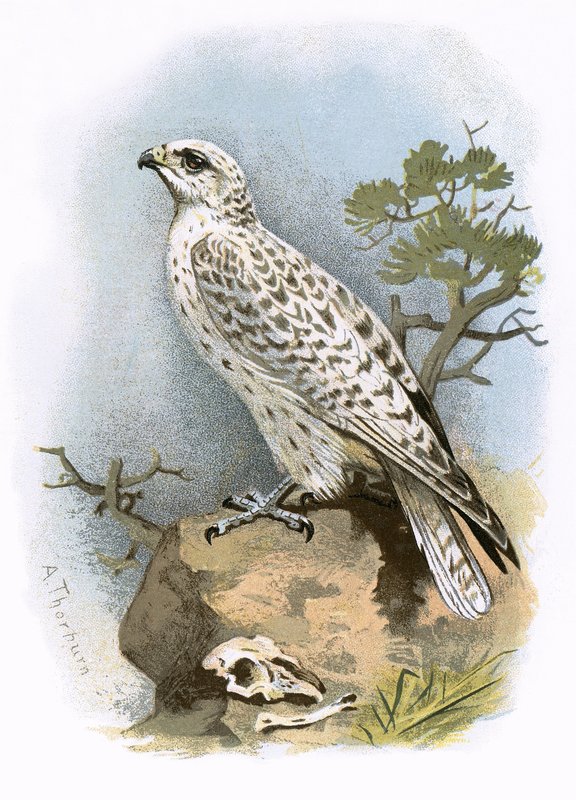 Falco gyr da English School