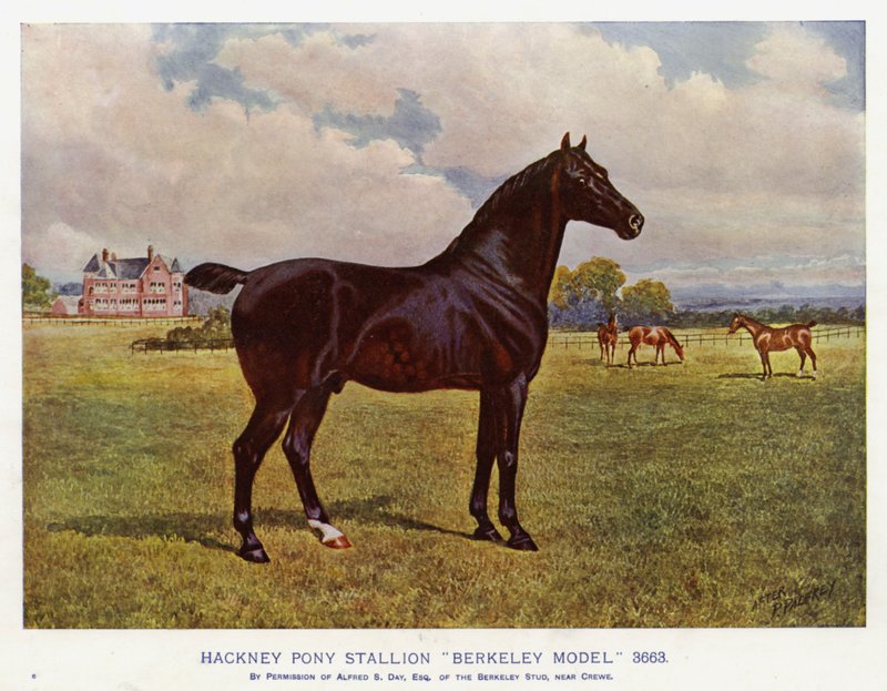 Stallone Hackney Pony "Berkeley Model" 3663 da English School