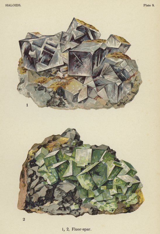 Aloidi, fluorite (litografia a colori) da English School