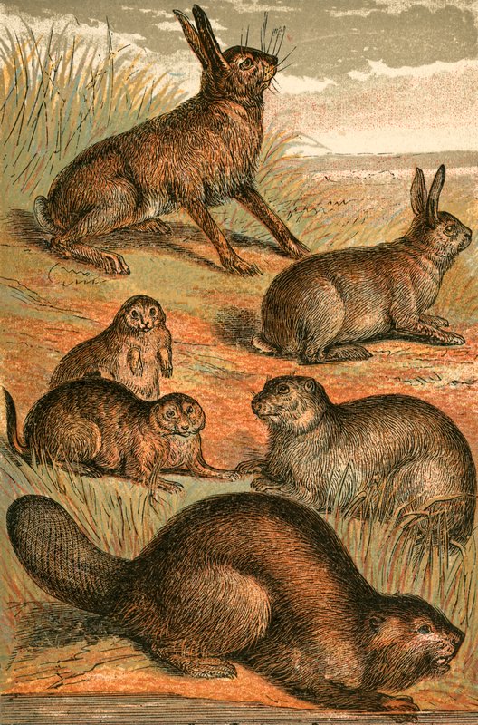 Lepre, cani della prateria, coniglio, marmotta e castoro da English School