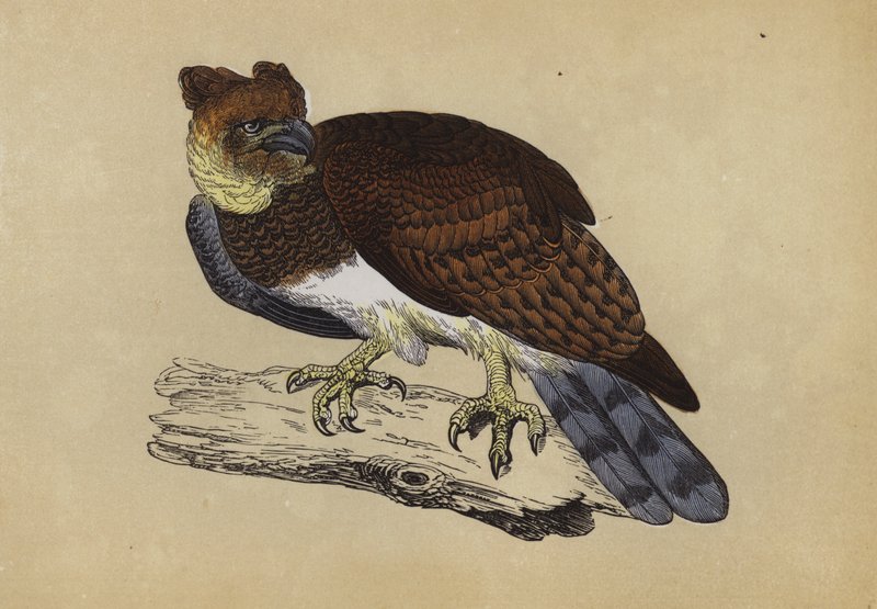 Aquila arpia da English School