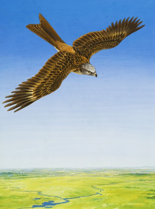 Falco da English School