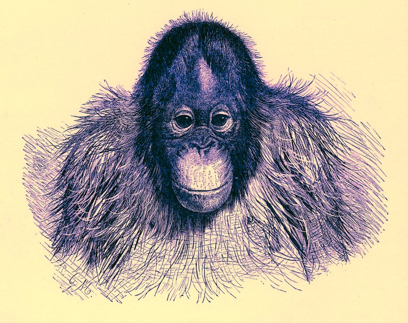 Testa di orangutan, illustrazione da La Storia Naturale Reale, pubblicata nel 1896 da English School