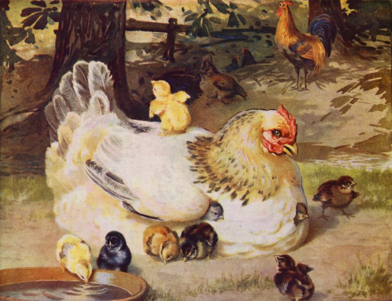 Gallina e pulcini da English School