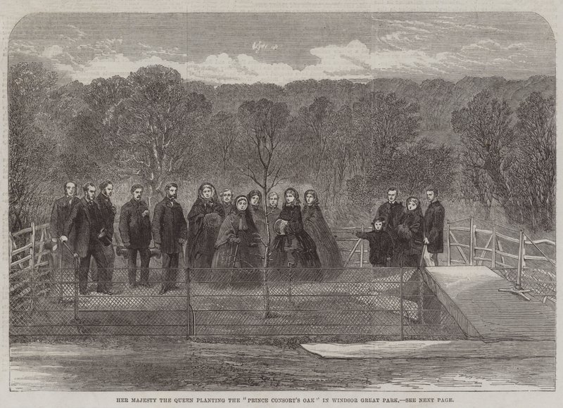Sua Maestà la Regina pianta la "Quercia del Principe Consorte" nel Windsor Great Park (incisione) da English School