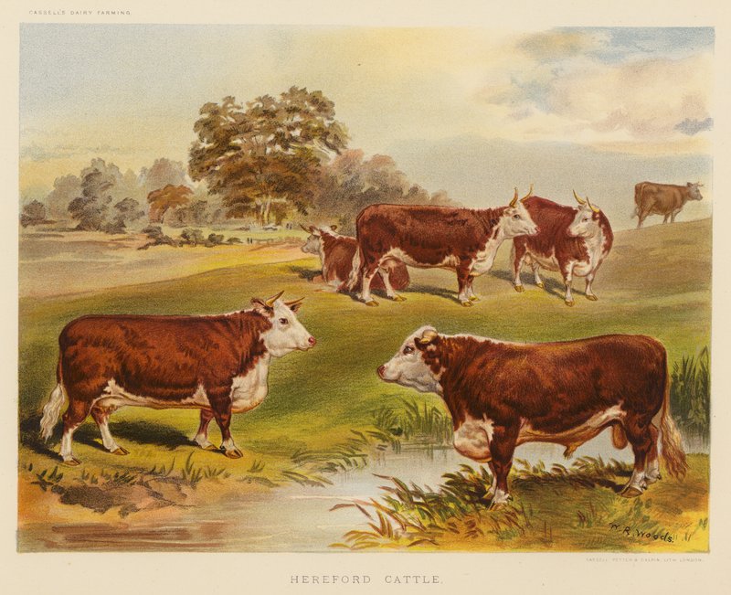Bovini Hereford da English School