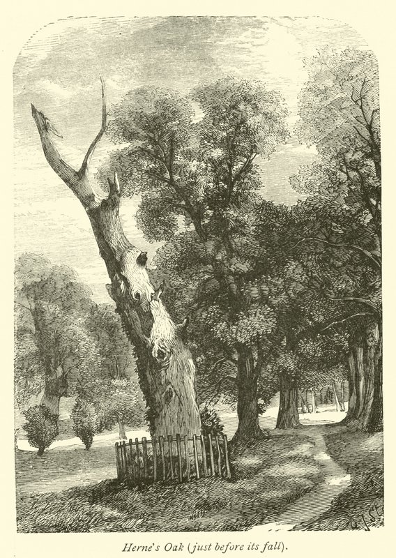 Quercia di Herne, poco prima della sua caduta da English School