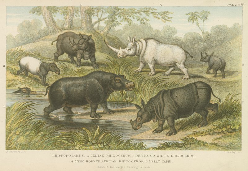 Ippopotamo, rinoceronte e tapiro da English School