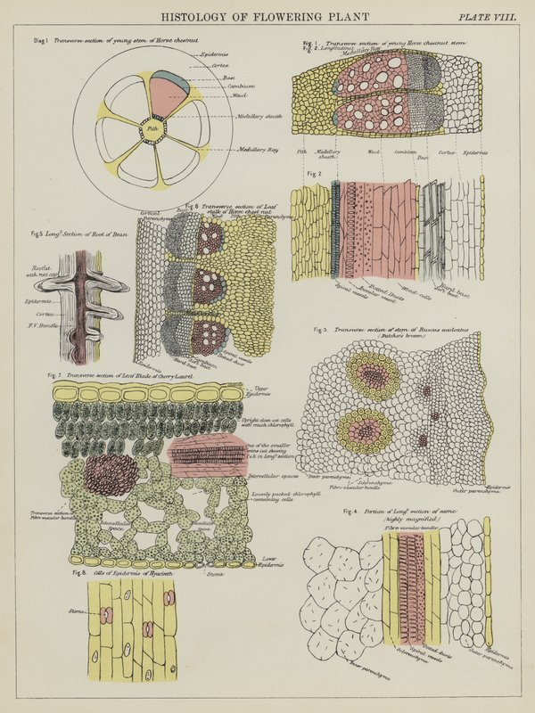 Istologia della Pianta Fiorita da English School