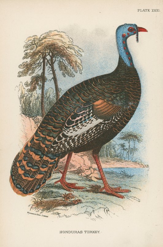 Tacchino dell
