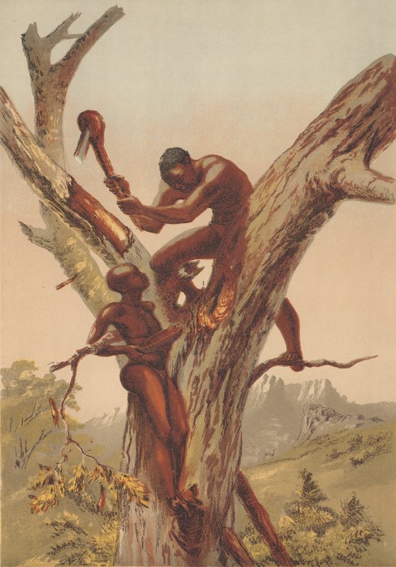Cacciatori di miele, Zambezia da English School