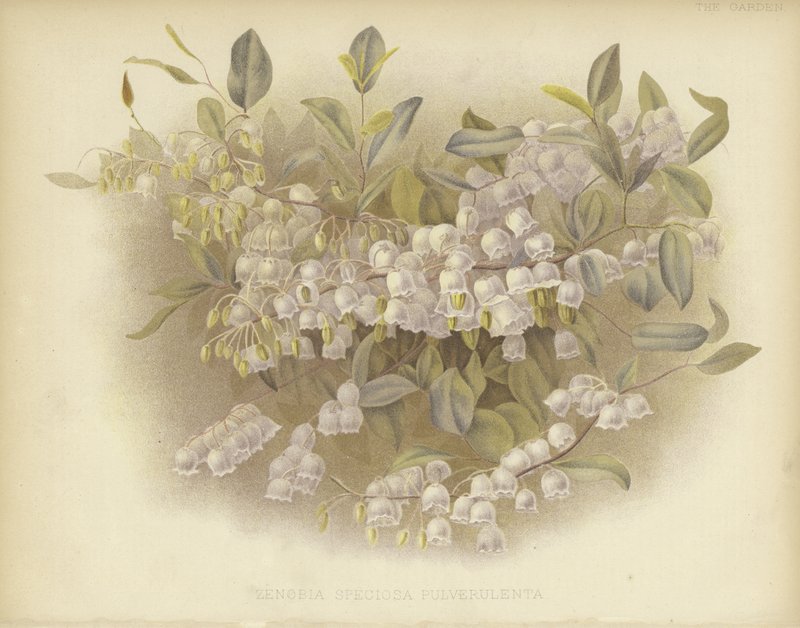 Honeycups, zenobia o zenobia polverosa da English School
