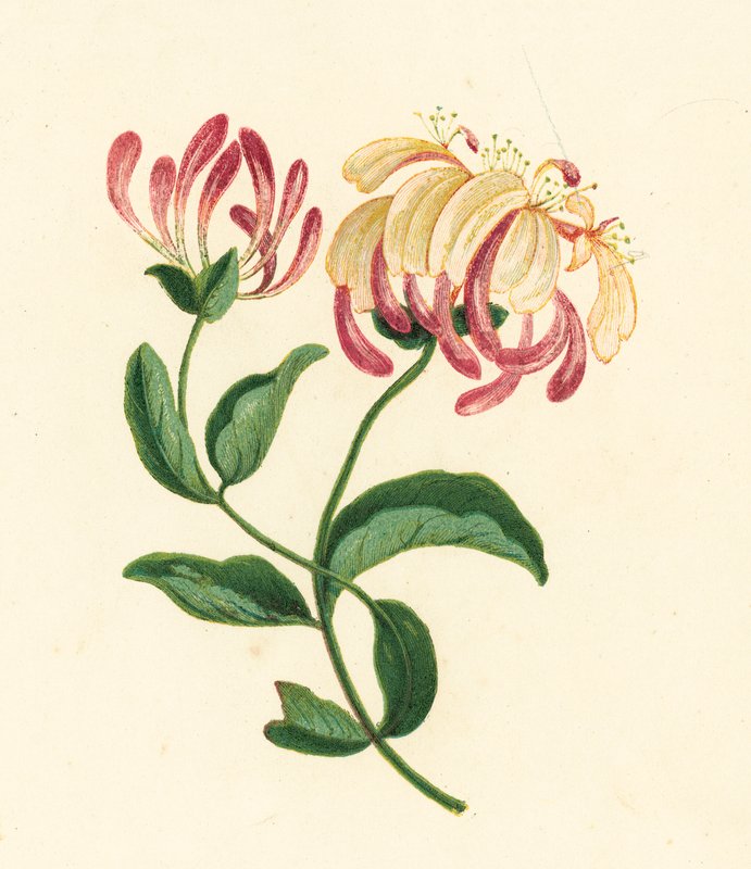 Lonicera periclymenum da English School