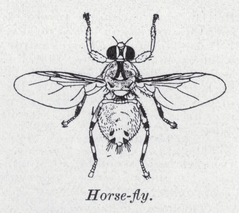 Mosca Cavallina da English School