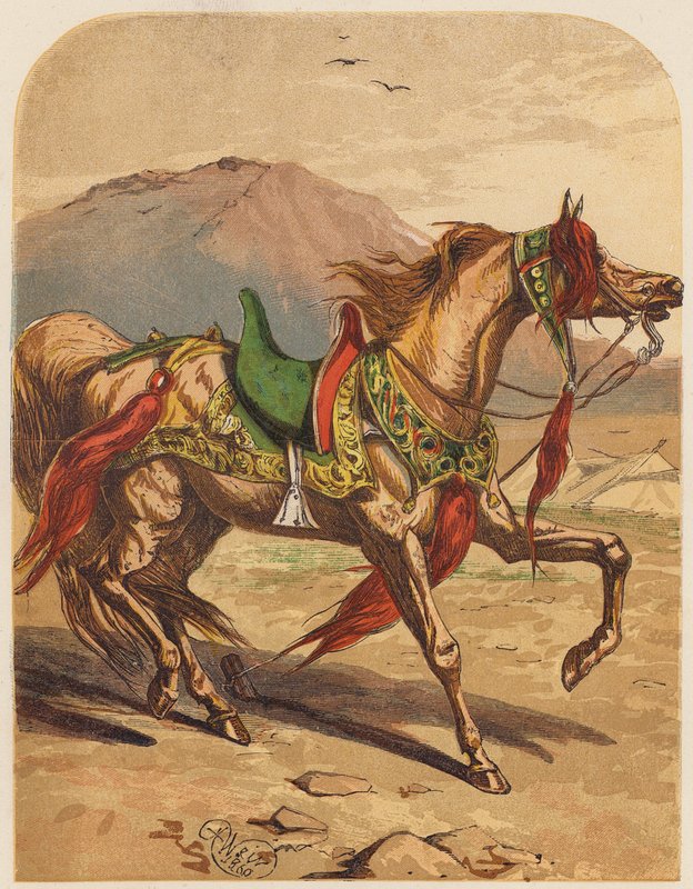 Cavallo da English School