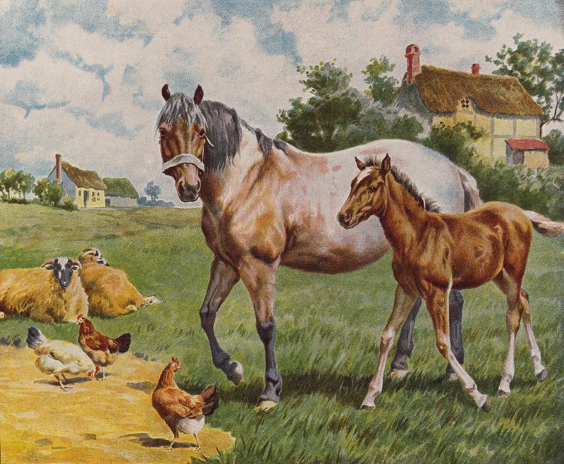 Cavallo e puledro, pecore e galline (litografia a colori) da English School