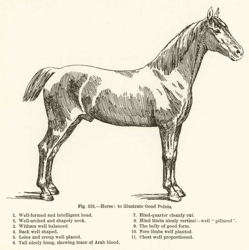Cavallo, per illustrare i buoni punti da English School