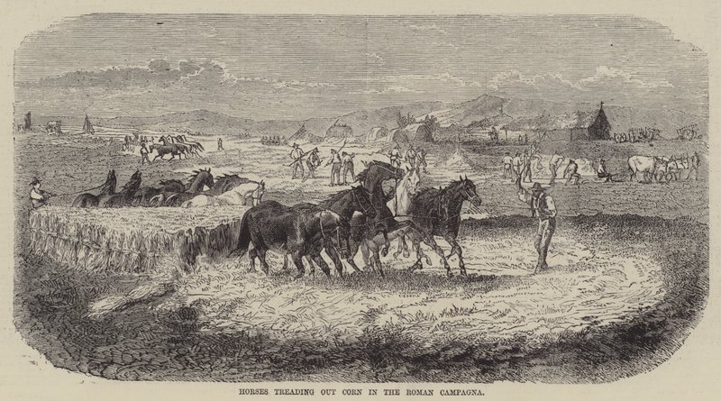 Cavalli che calpestano il grano nella Campagna romana (incisione) da English School