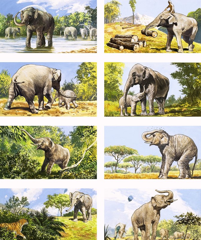 Come un elefante usa la sua proboscide da English School