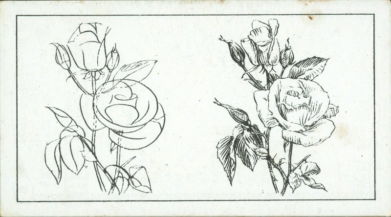 Come disegnare: Studio di una rosa da English School