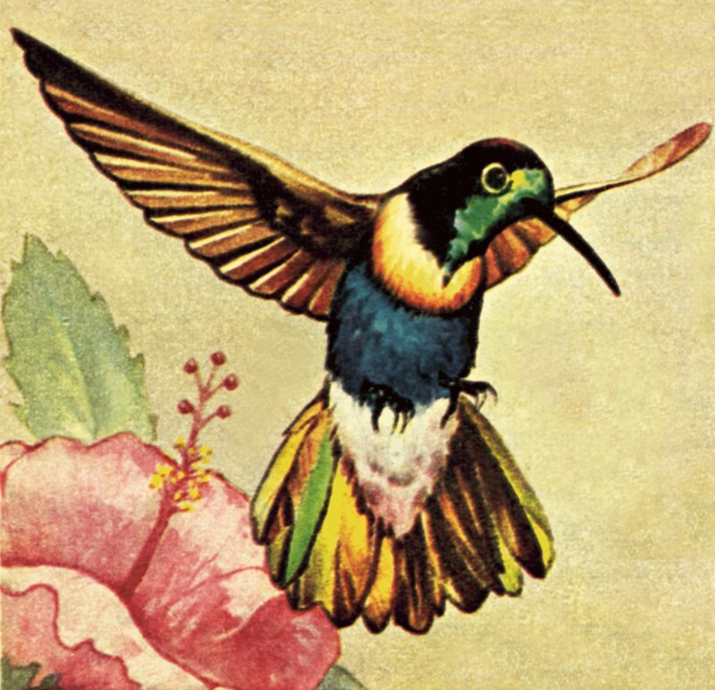 Colibrì da English School