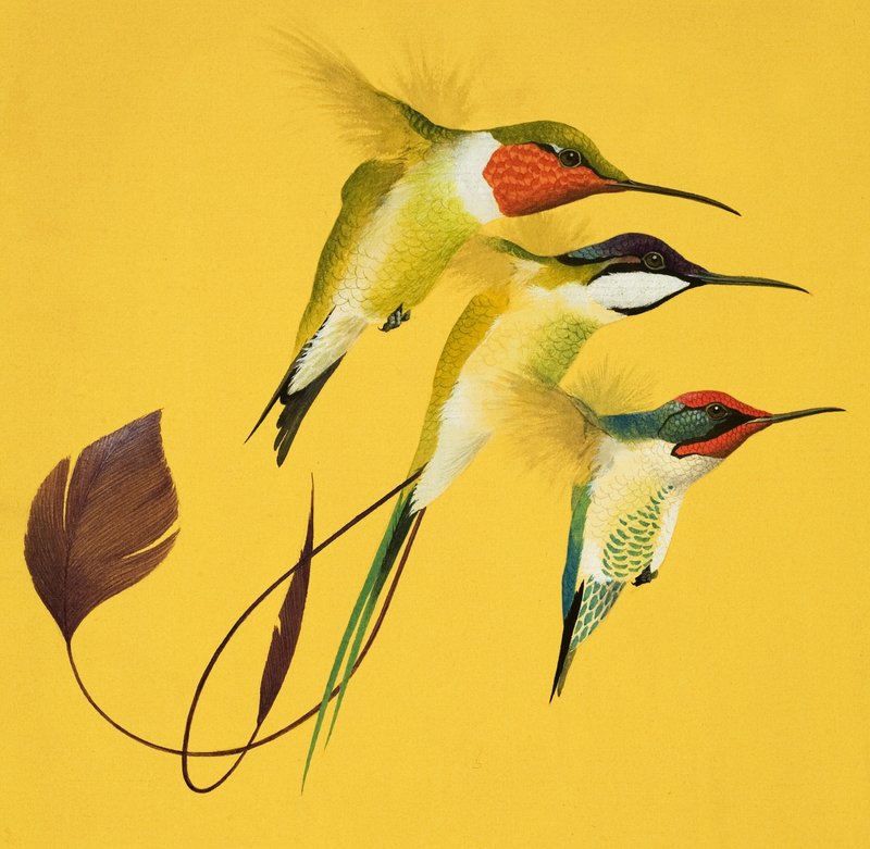 Uccelli ronzanti (gouache su carta) da English School