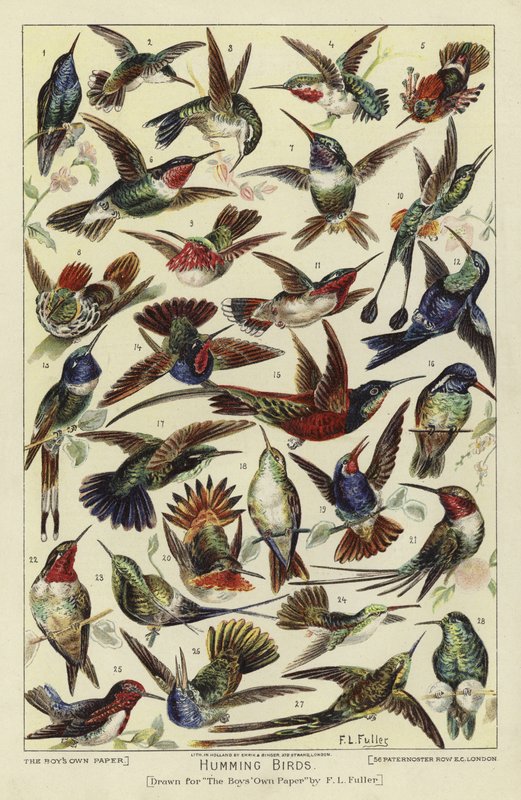Colibrì da English School
