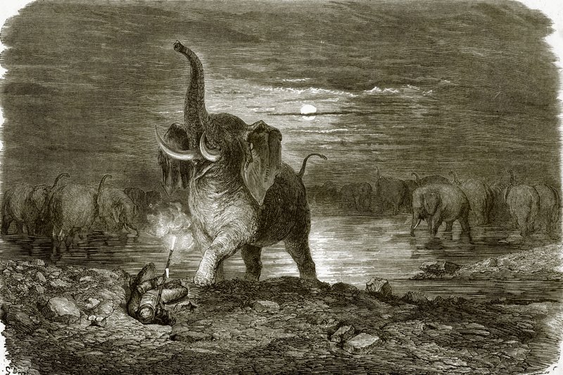 Cacciatore ed elefante da English School