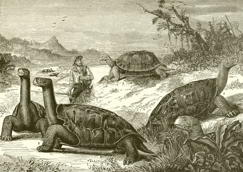 Caccia alle tartarughe sulla costa della Nuova Guinea da English School
