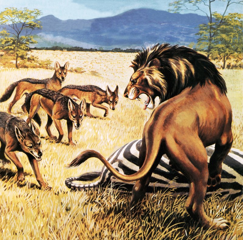 Iene che arrivano a ripulire dopo un leone da English School
