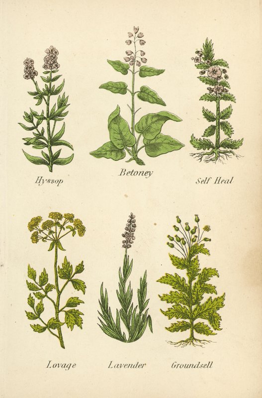 Issopo, Betonica, Prunella, Levistico, Lavanda, Senecio da English School