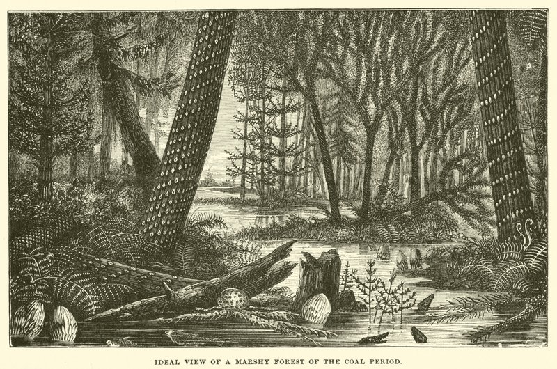 Veduta ideale di una foresta paludosa del periodo carbonifero da English School