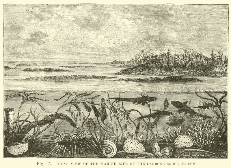 Vista ideale della vita marina del sistema carbonifero da English School