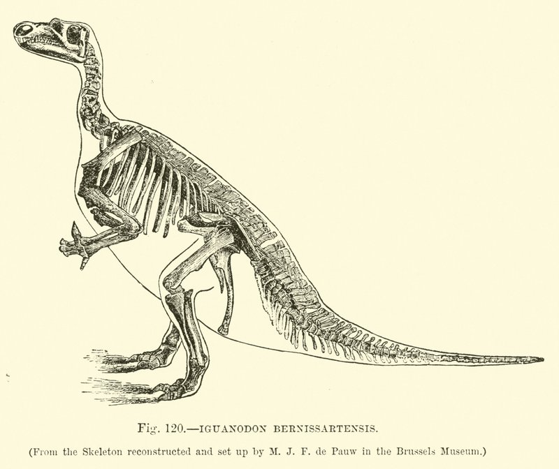 Iguanodonte Bernissartensis da English School