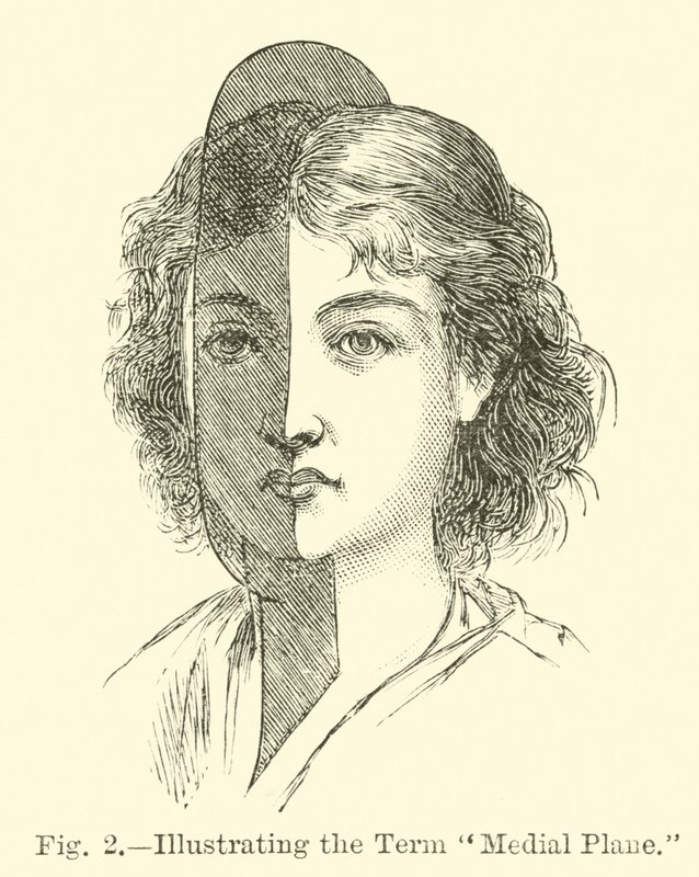 Illustrazione del termine piano mediale da English School