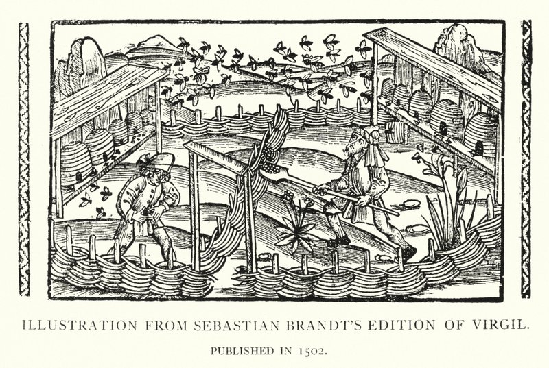 Illustrazione dall
