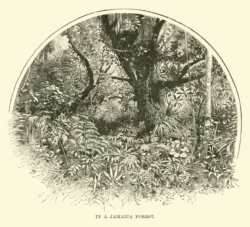 In una foresta della Giamaica da English School
