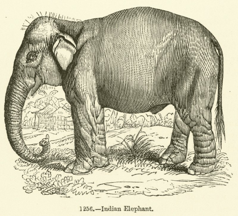 Elefante indiano da English School