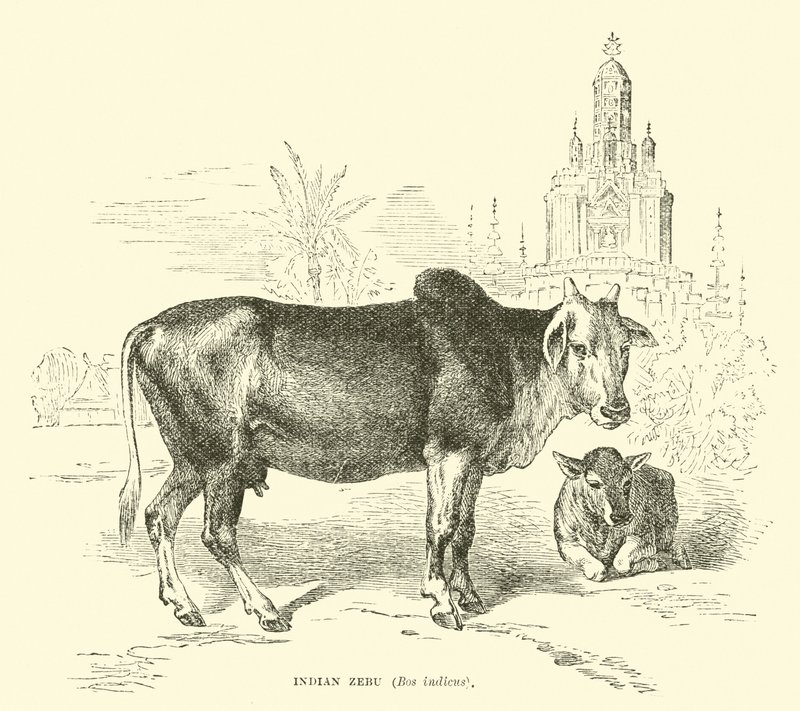 Zebu indiano, Bos indicus da English School