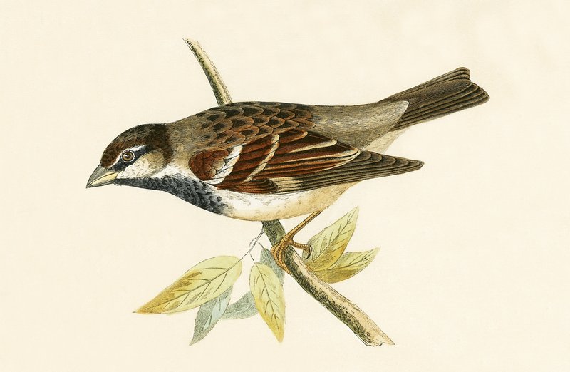 Passero domestico italiano, illustrazione da 