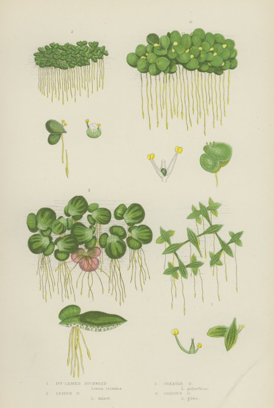 Lenticchia d