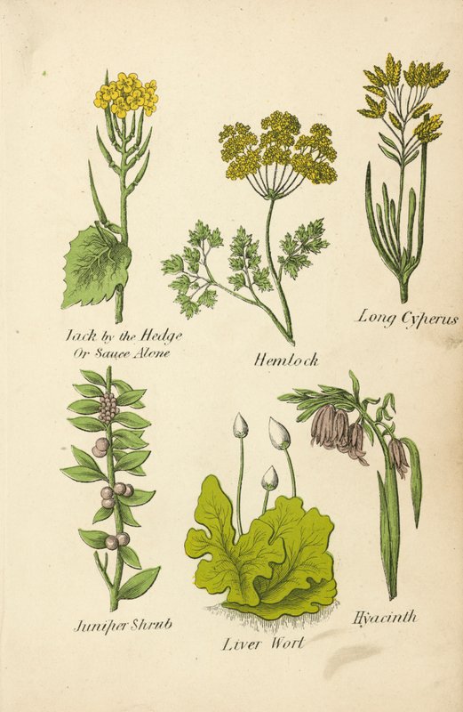 Alliaria, Cicuta, Cipero Lungo, Ginepro, Epatiche, Giacinto da English School